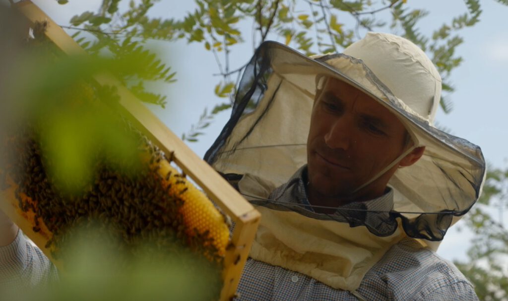 apicultor_4-1024x607.jpg